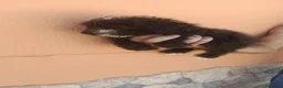 Perro de Agua Español perros en venta: Cachorros perros de agua chocolate 🐶🐾 - Anuncio 6