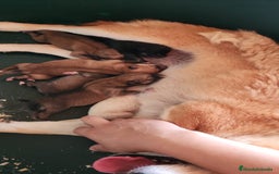 Shiba Inu perros en venta: CAMADA DE SHIBA INU DISPONIBLES - Imagen 11