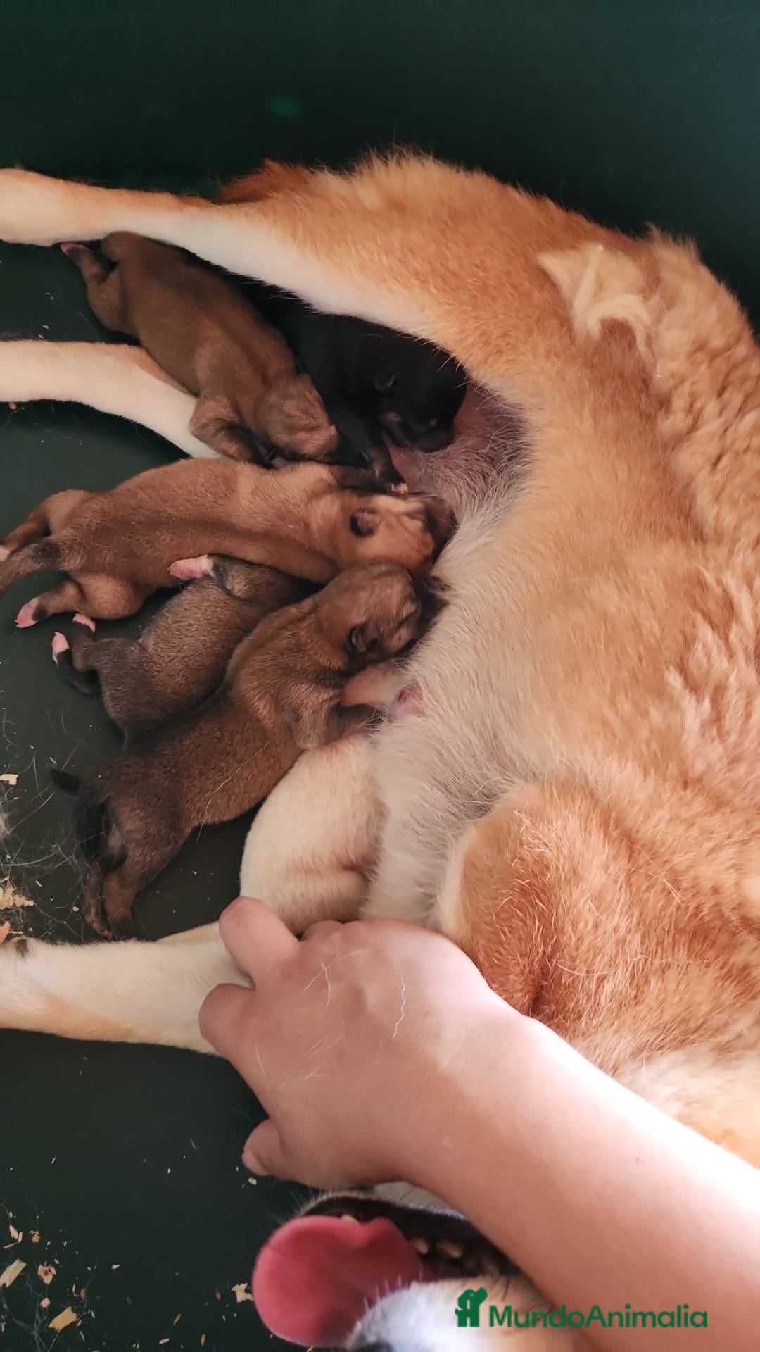 Shiba Inu perros en venta: CAMADA DE SHIBA INU DISPONIBLES - Imagen 11