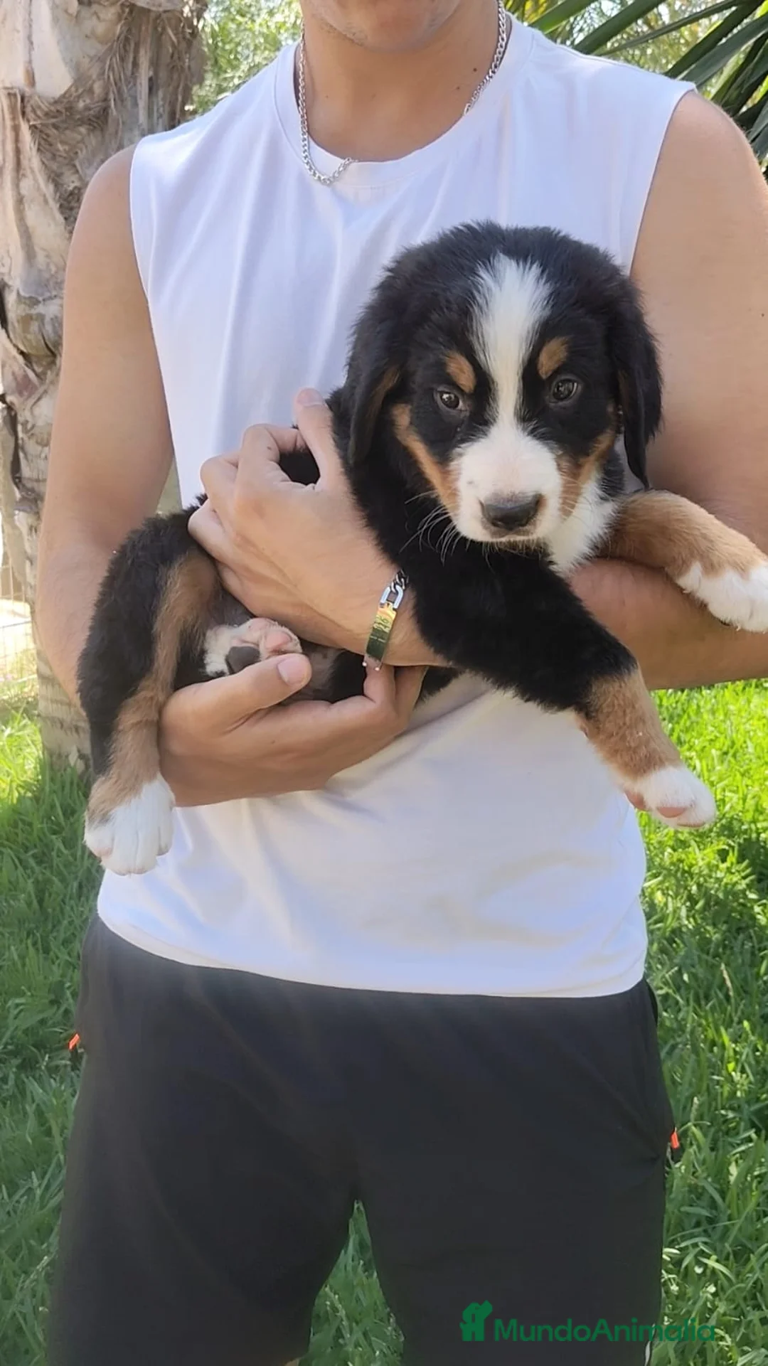 Boyero de Berna perros en venta: Macho disponible de boyero de Berna  - Anuncio 2