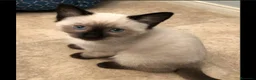 Siamés gatos en venta: Siames en Barcelona - Anuncio 5