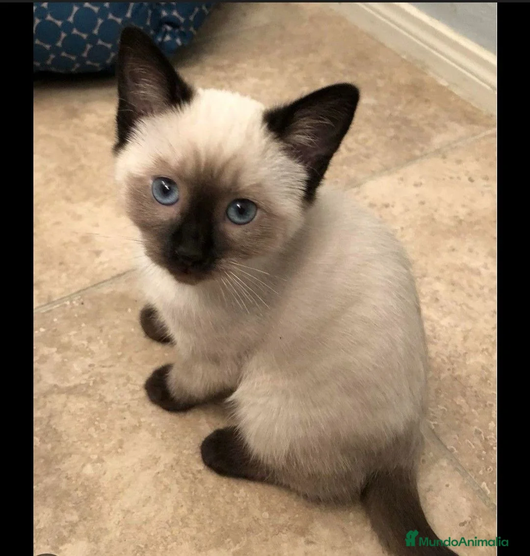 Siamés gatos en venta: Siames en Barcelona - Anuncio 5