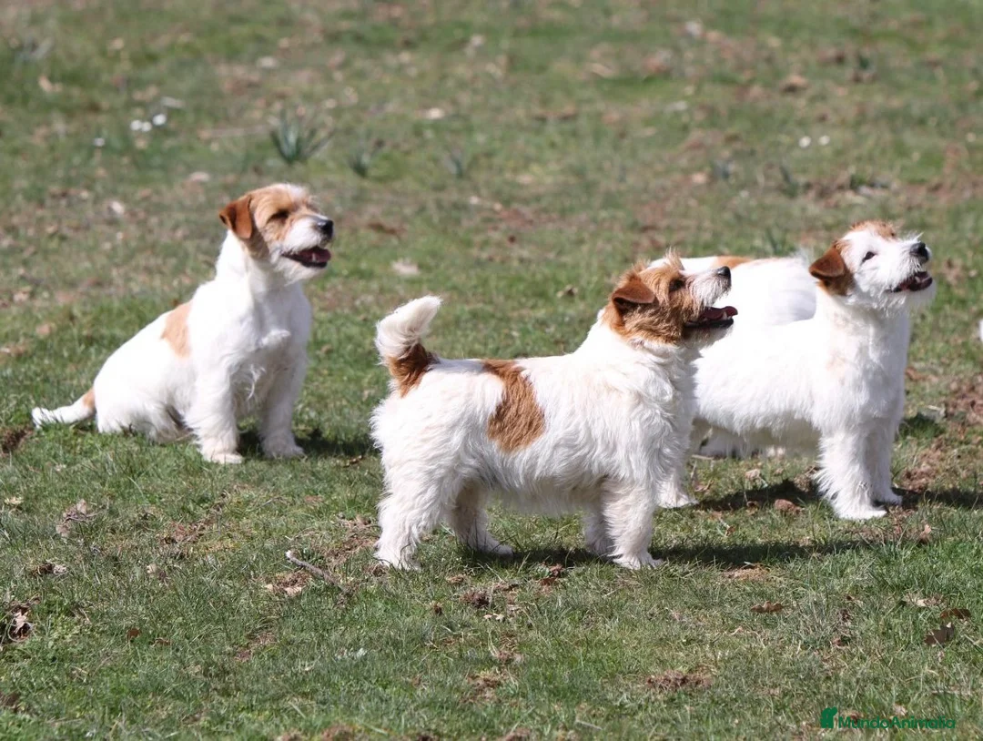 Imagen de galería {{count}}