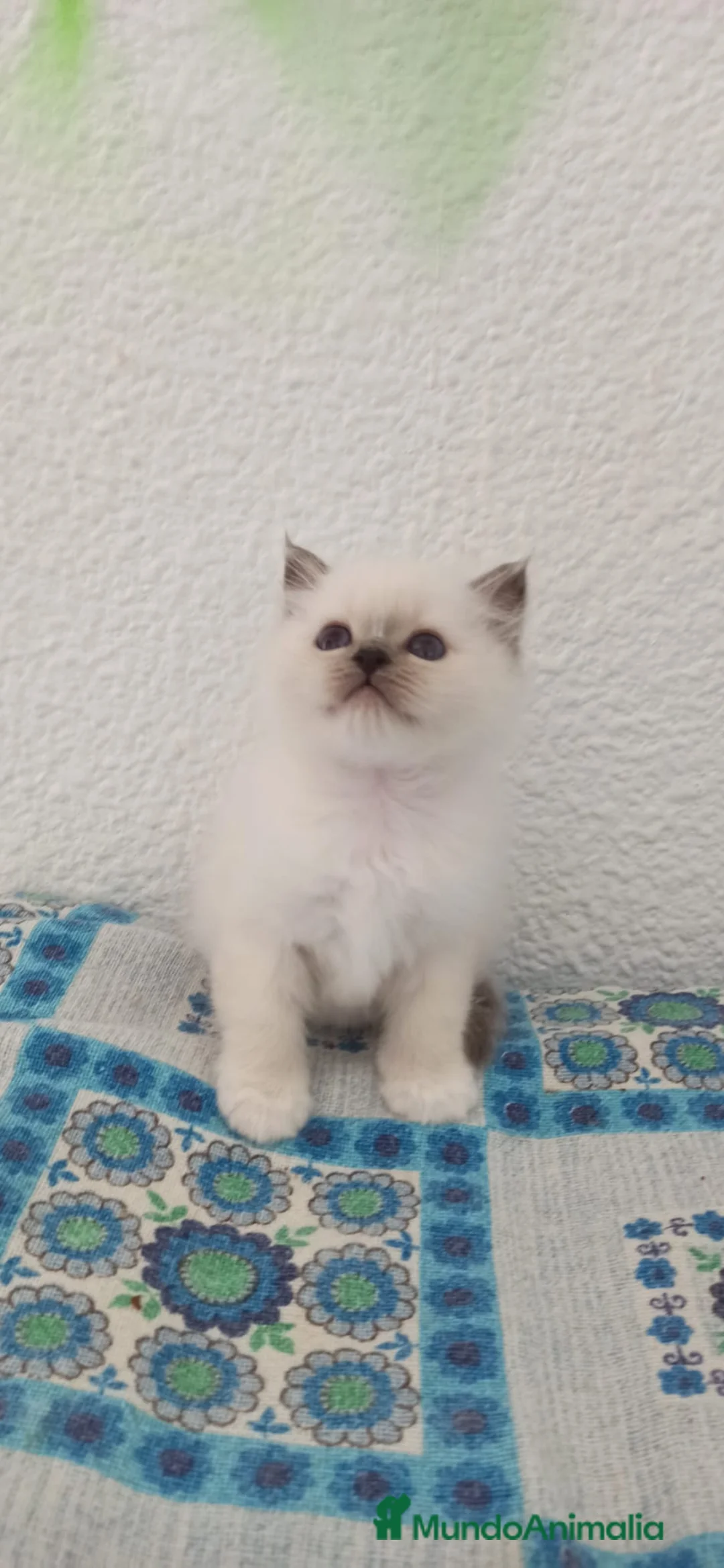 Sagrado de Birmania gatos en venta: Camada Sagrado de Birmania en Madrid - Anuncio 5