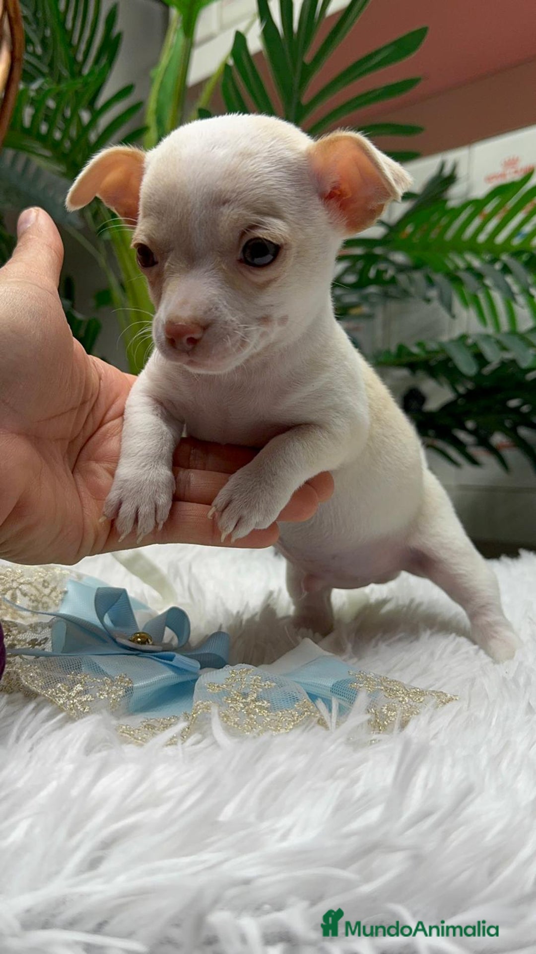 Chihuahua perros en venta: CHIHUAHUA MACHO - Anuncio 7
