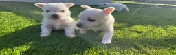 West Highland White Terrier perros en venta: Wuestis de primera. en Valencia - Anuncio 3