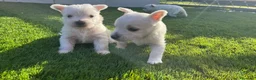 West Highland White Terrier perros en venta: Wuestis de primera. en Valencia - Anuncio 3