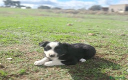 Border Collie perros en venta: BORDER COLLIE - Imagen 6