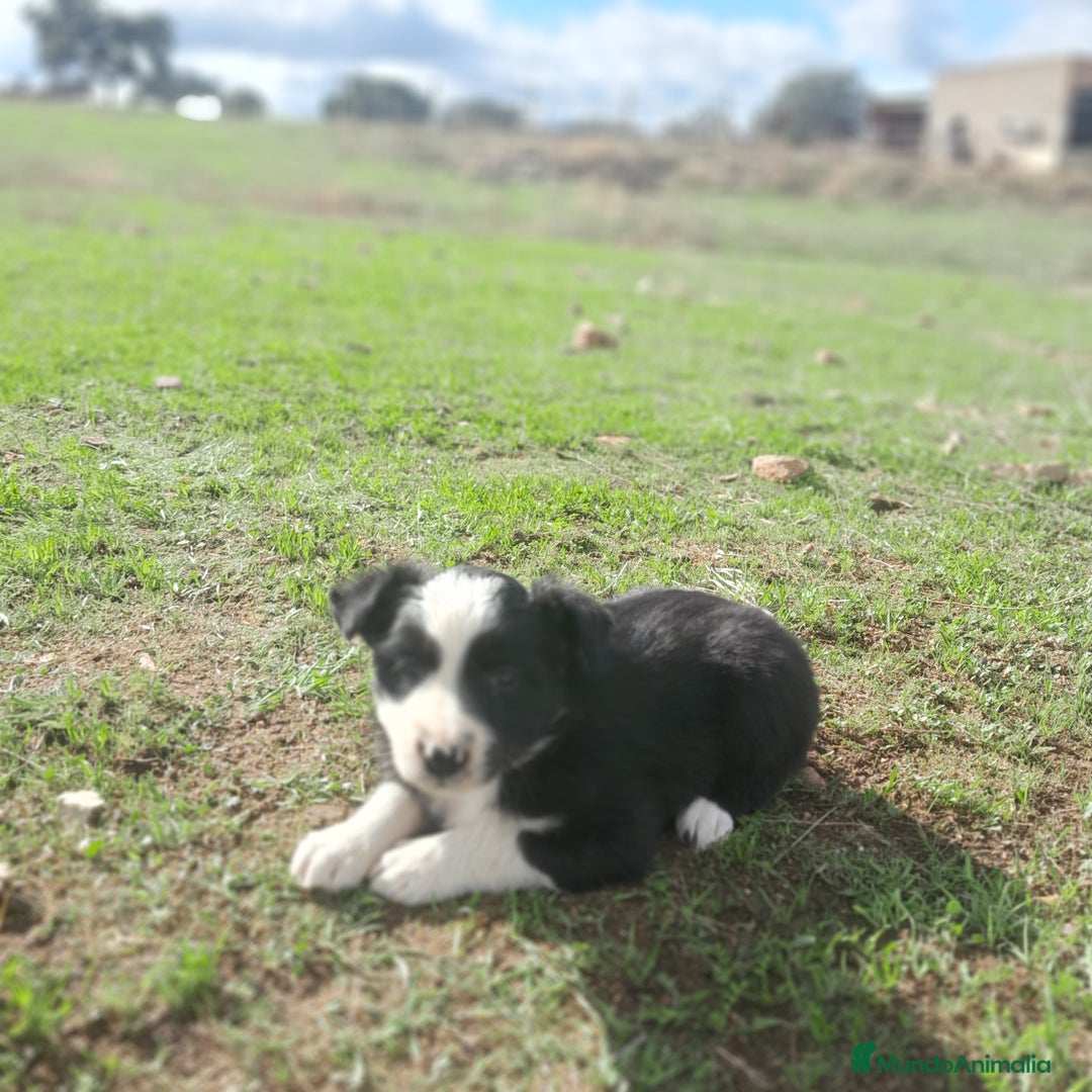 Border Collie perros en venta: BORDER COLLIE - Imagen 6