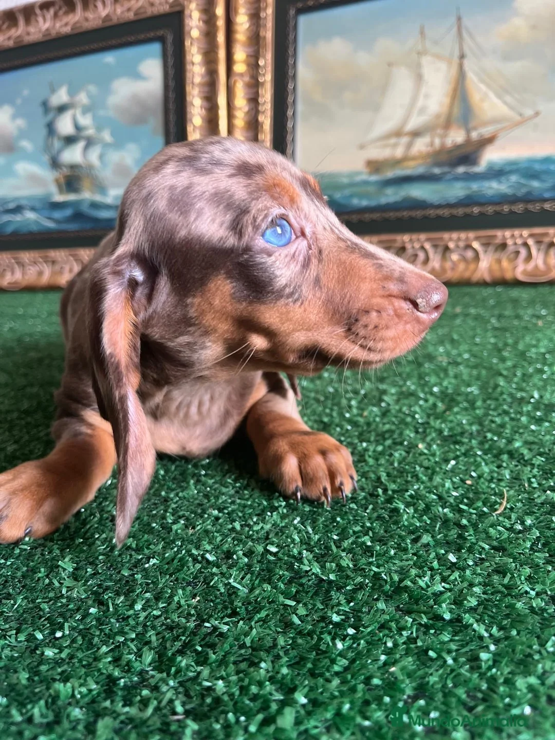 Teckel Miniatura perros en venta: Disponible preciosa cachorra de teckel miniatura  - Anuncio 2