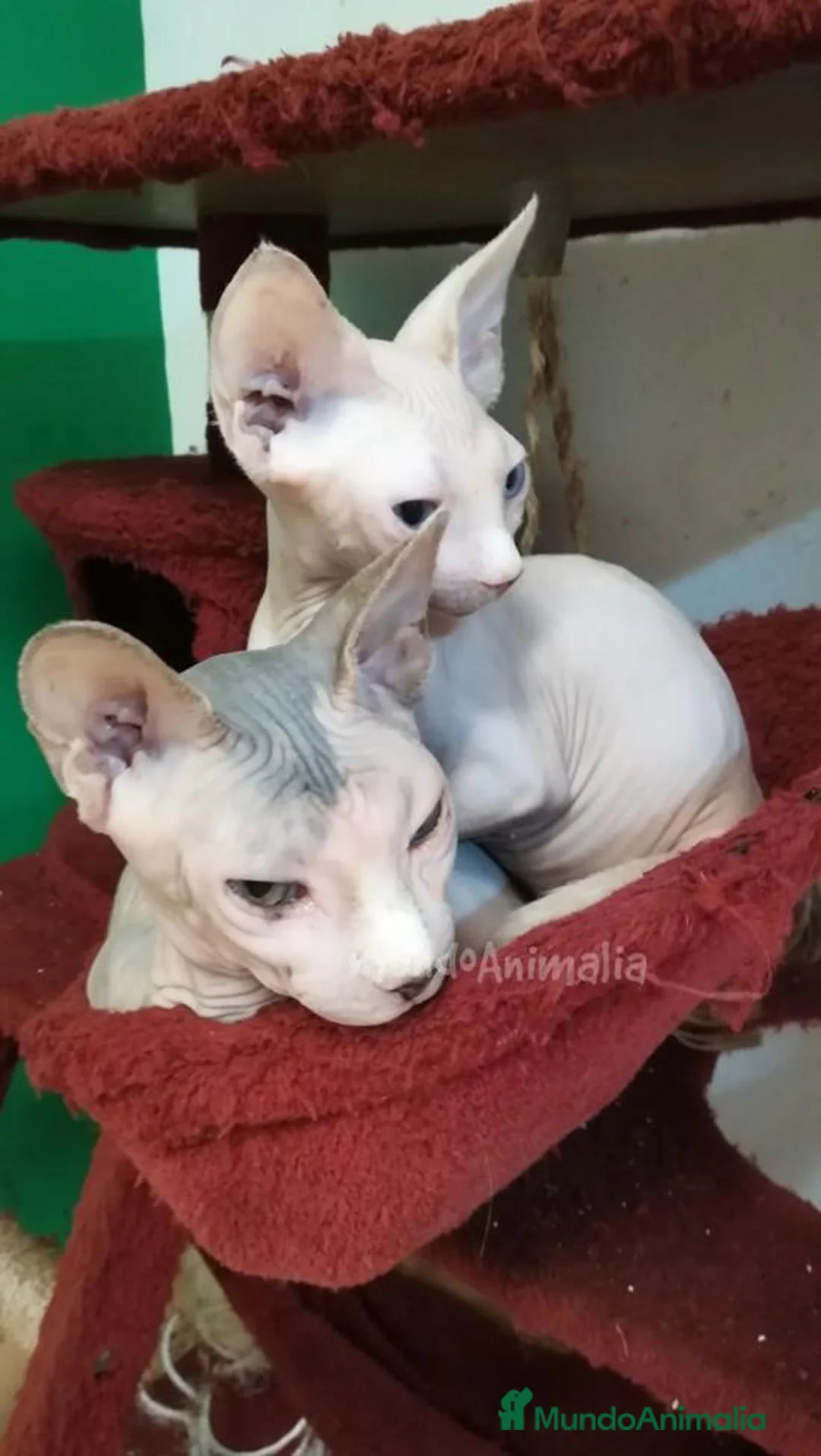 Imagen de galería {{count}}