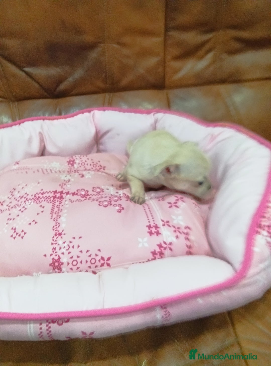 Chihuahua perros en venta: Chihuahua toy - Anuncio 11