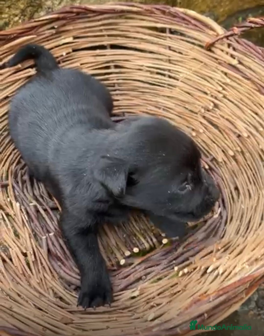 Labrador Retriever perros en venta: Labrador retriever  - Anuncio 2