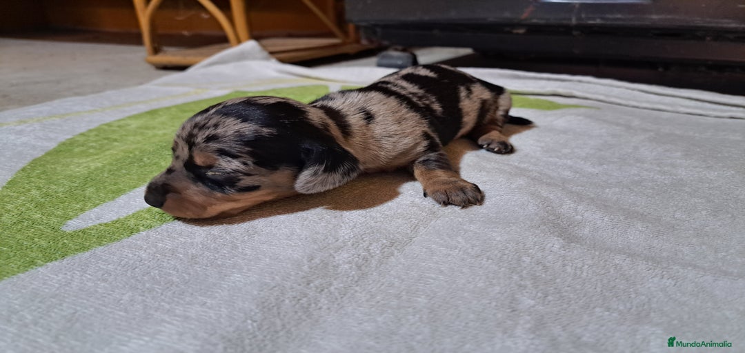 Imagen de galería {{count}}