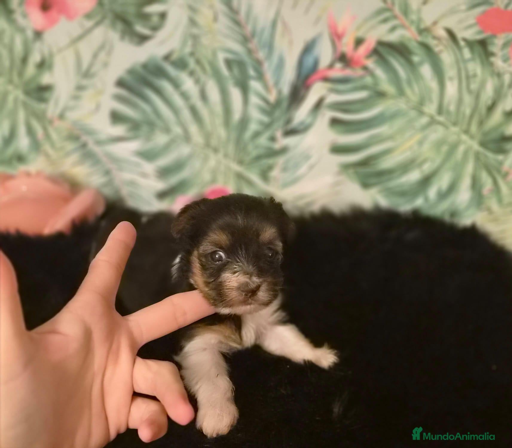 Biewer Yorkshire Terrier a la Pom Pon perros Yorkshire Biewer  - Anuncio 3
