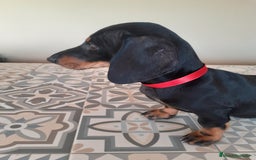 Teckel perros en venta: TECKEL negro fuego  - Imagen 4