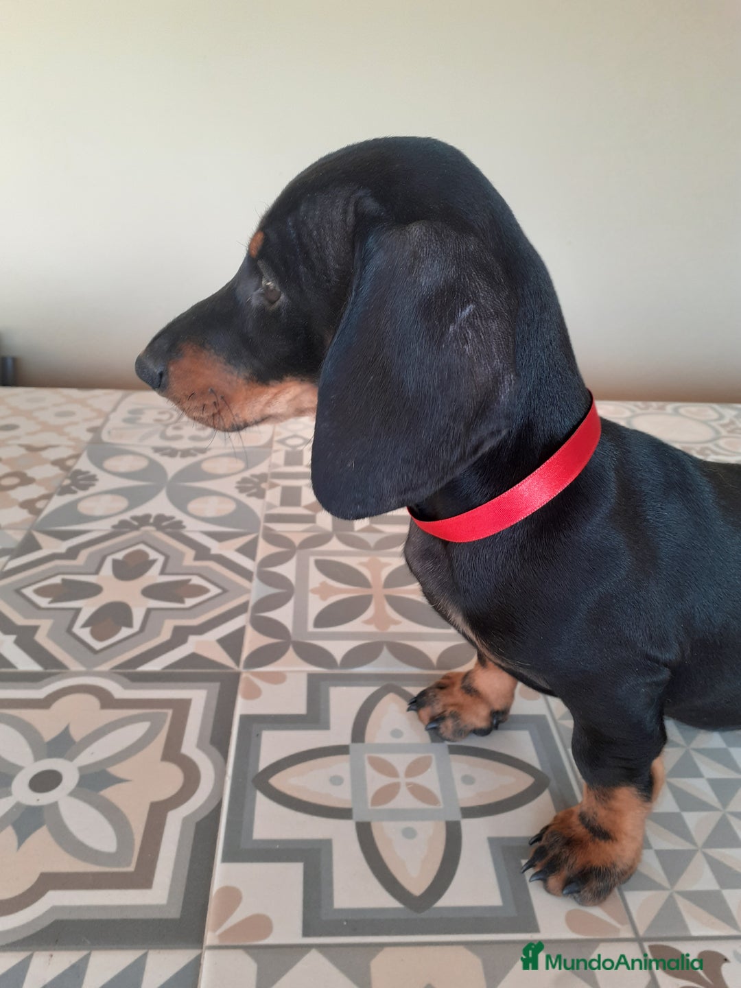 Teckel perros en venta: TECKEL negro fuego  - Imagen 4