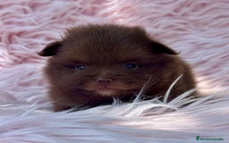 Pomerania perros en venta: Pomerania  - Imagen 2