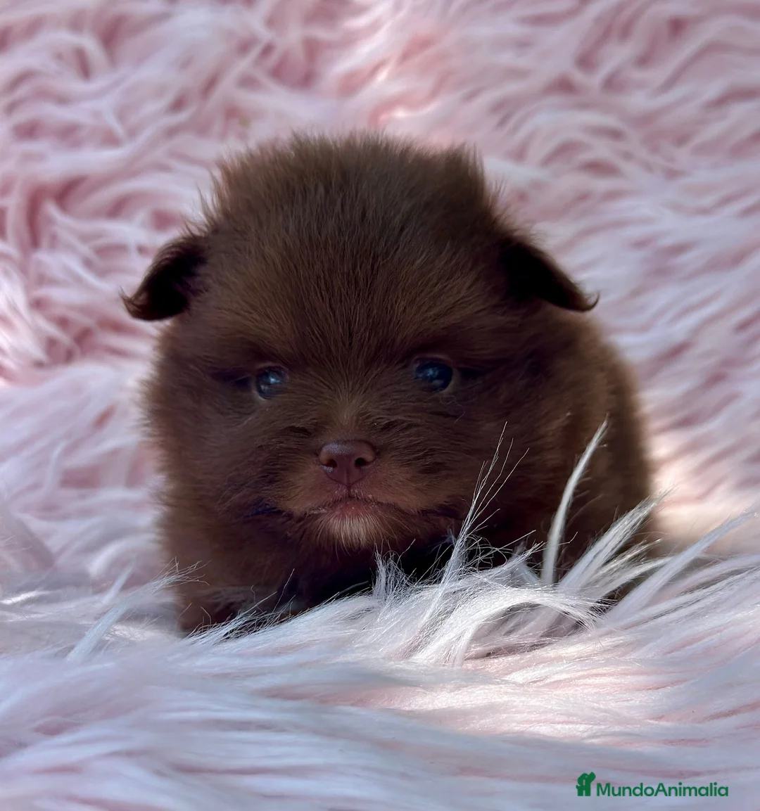 Pomerania perros en venta: Pomerania  - Anuncio 2