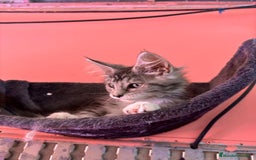 Maine Coon gatos en venta: Maine coon - Imagen 1
