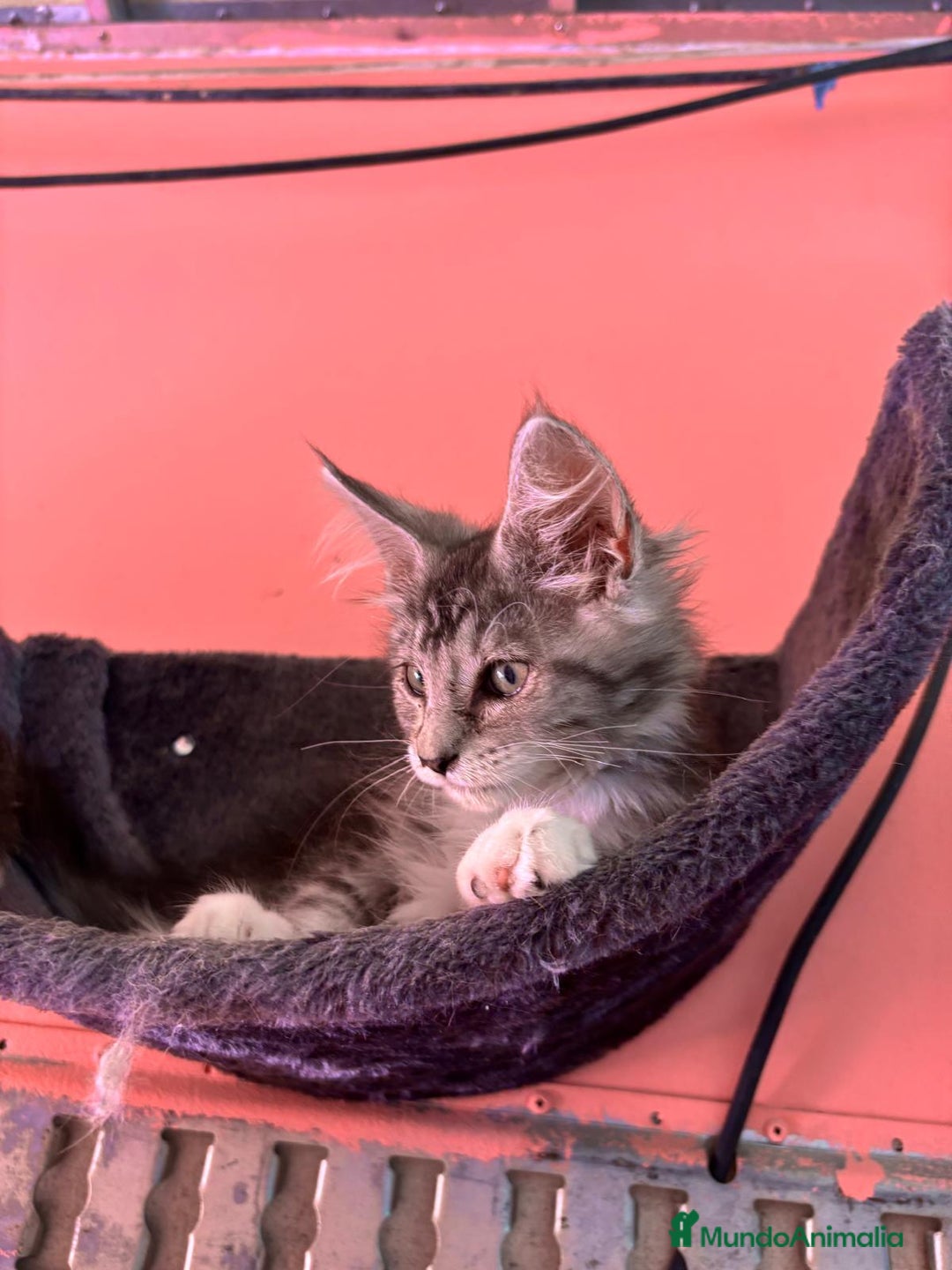 Maine Coon gatos en venta: Maine coon - Imagen 1