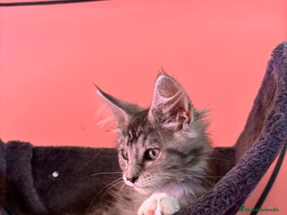 Maine Coon gatos - Anuncio 10