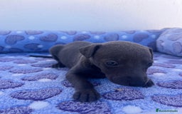 Whippet perros en venta: Whippet blue  - Imagen 8
