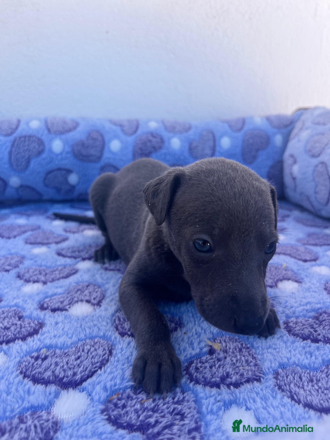 Whippet perros en venta: Whippet blue  - Imagen 8