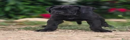 Cane Corso perros en venta: Cachorros de Cane Corso - Anuncio 6