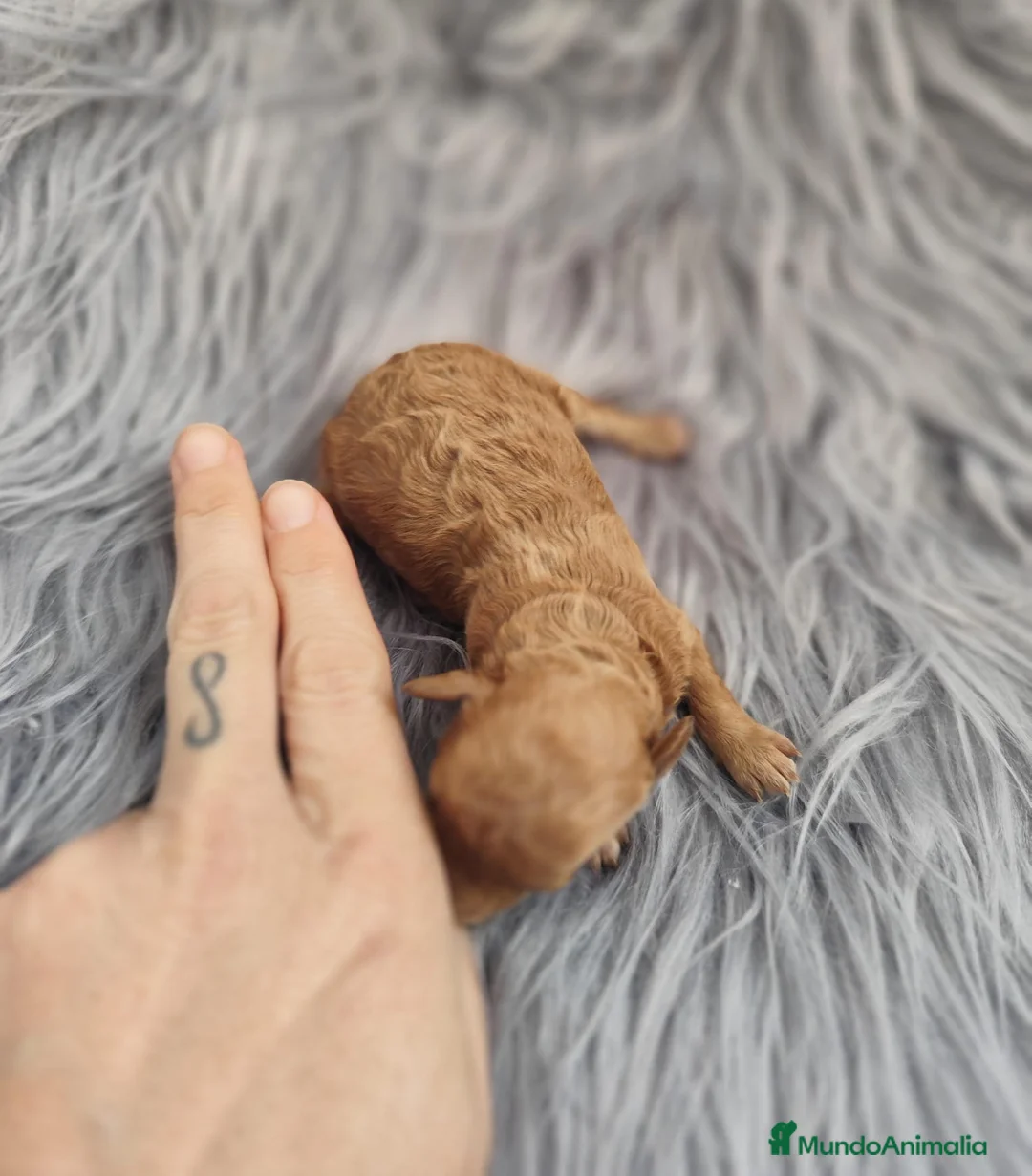 Caniche Toy perros en venta: Caniche tácita de te  - Anuncio 11