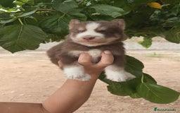 Husky Siberiano perros en venta: Husky  - Imagen 5