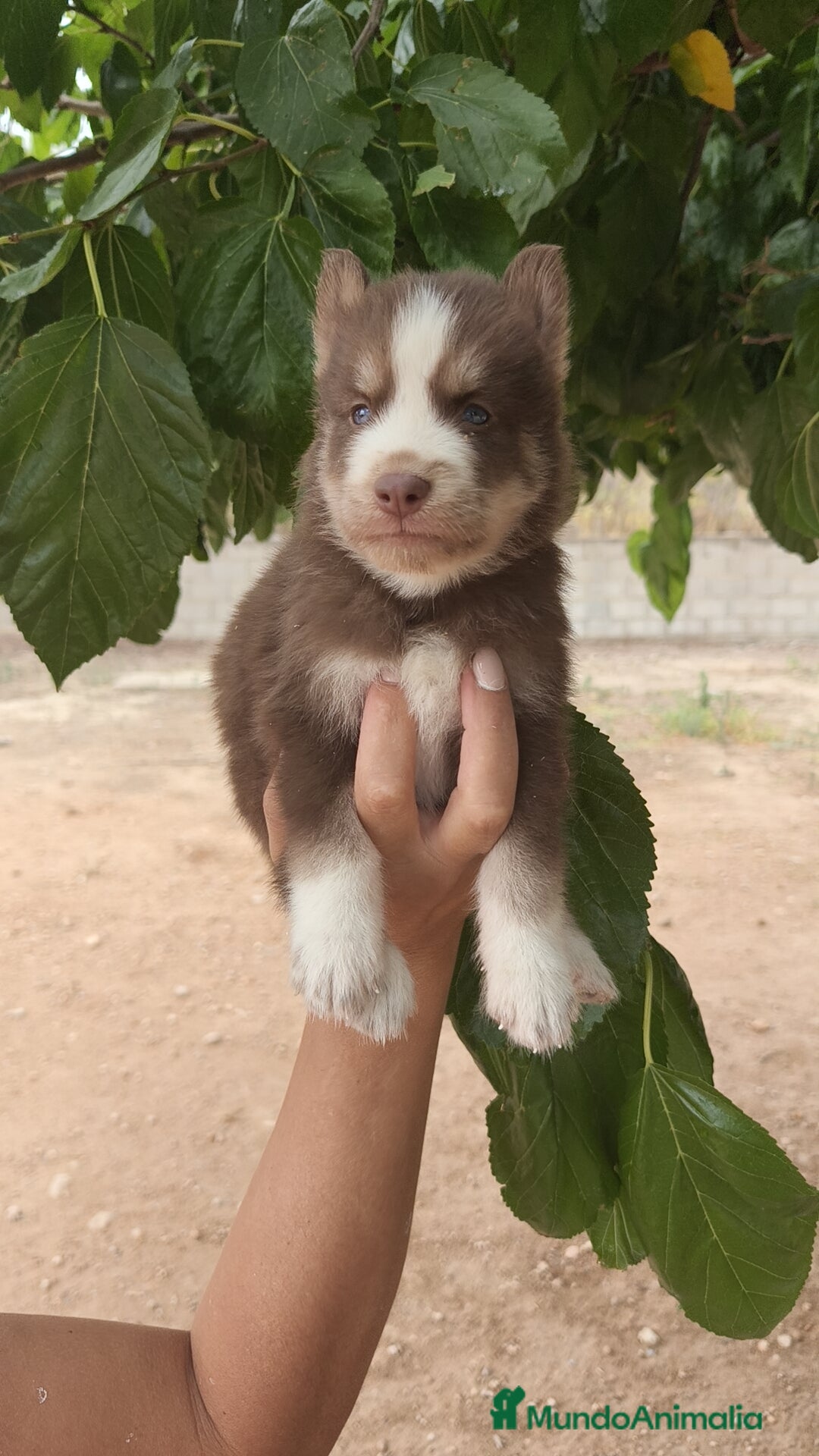 Husky Siberiano perros en venta: Husky  - Imagen 5
