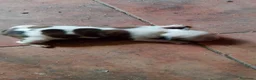 American Staffordshire-Terrier perros en venta: American Stafford  - Anuncio 2