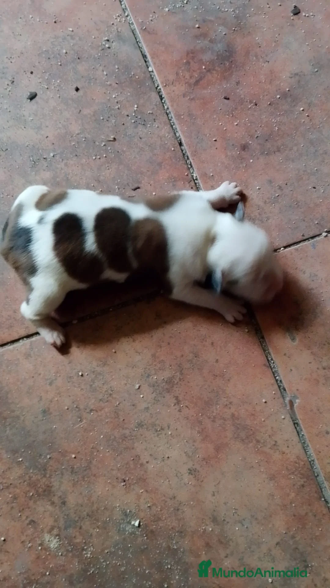 American Staffordshire-Terrier perros en venta: American Stafford  - Anuncio 2