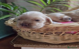 Cocker Spaniel Americano perros en venta: Cocker americano  - Imagen 8