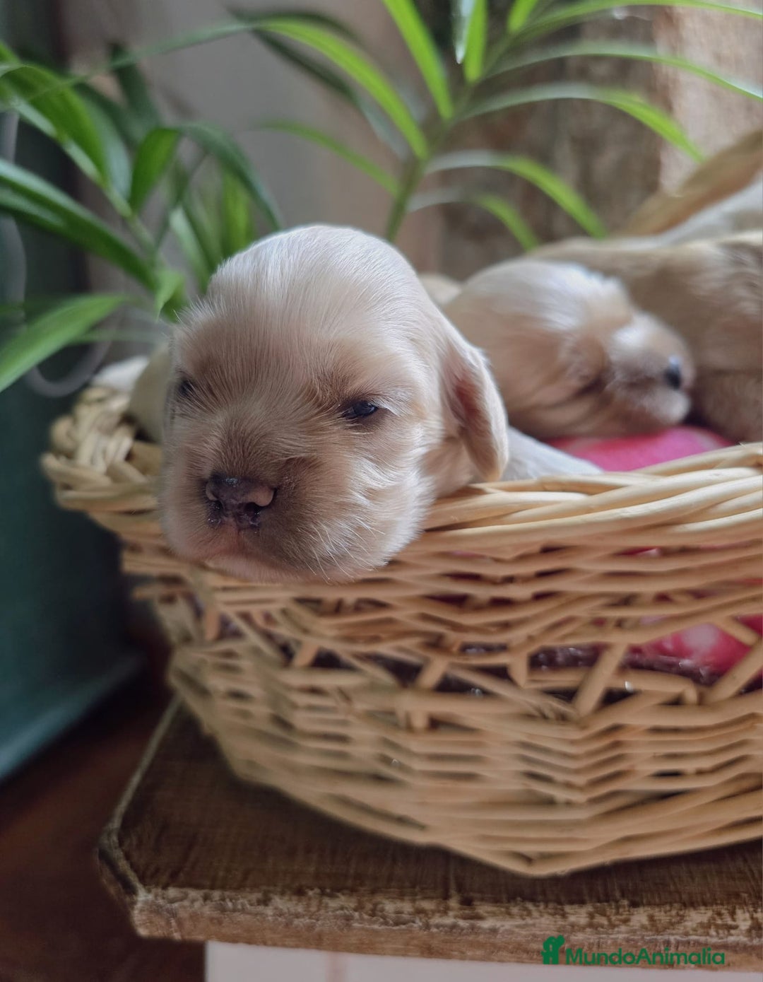 Cocker Spaniel Americano perros en venta: Cocker americano  - Imagen 8