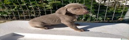 Weimaraner perros en venta: Braco de weimar 2 ultimas hembras!! - Anuncio 6