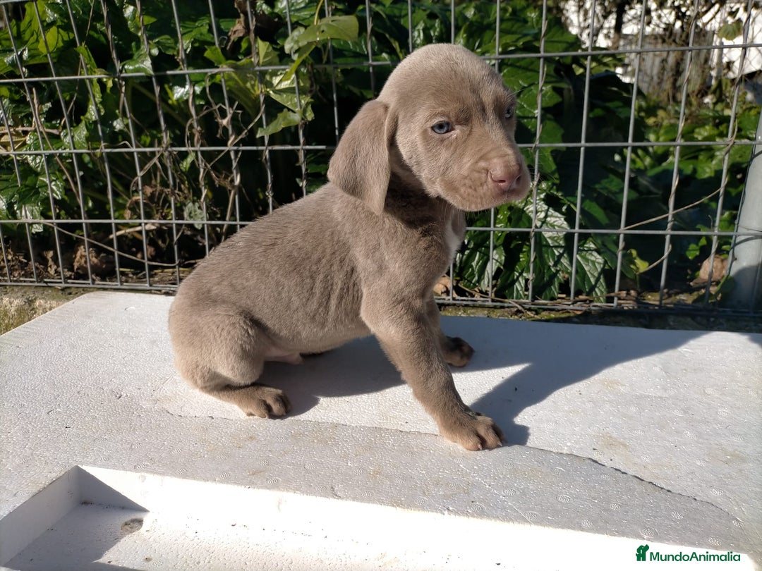 Weimaraner perros en venta: Braco de weimar 2 ultimas hembras!! - Anuncio 6