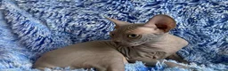 Sphynx gatos en venta: cachorro macho blue sphynx - Anuncio 2
