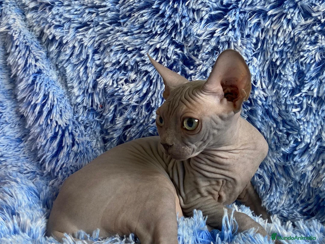 Sphynx gatos en venta: cachorro macho blue sphynx - Anuncio 2