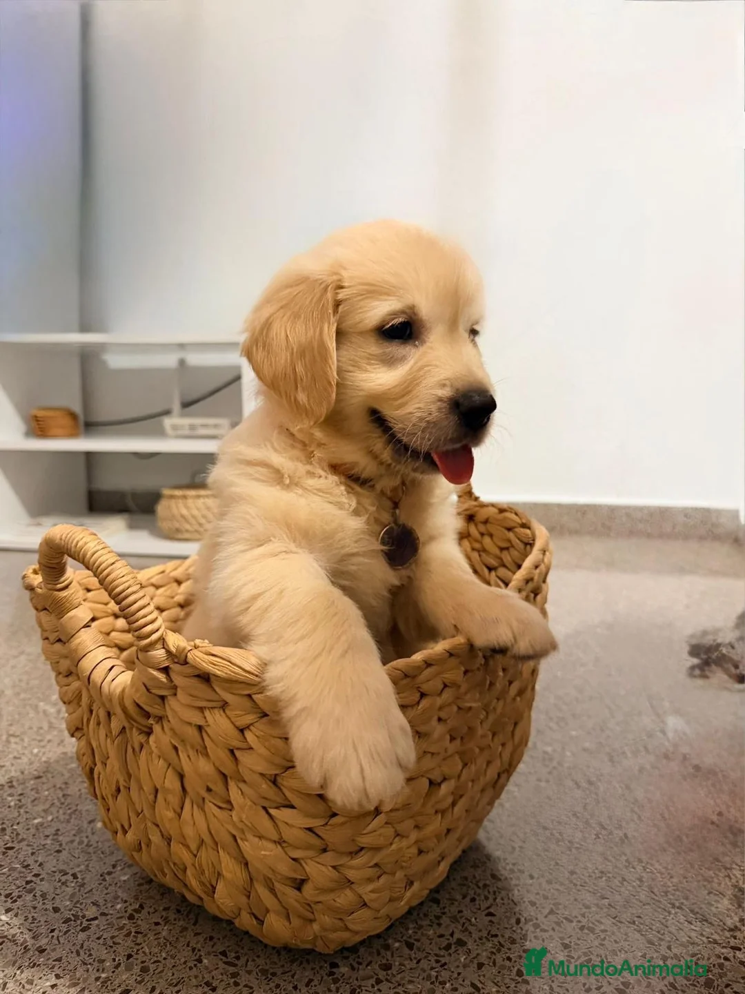 Golden Retriever perros en venta: golden retriever  - Anuncio 2