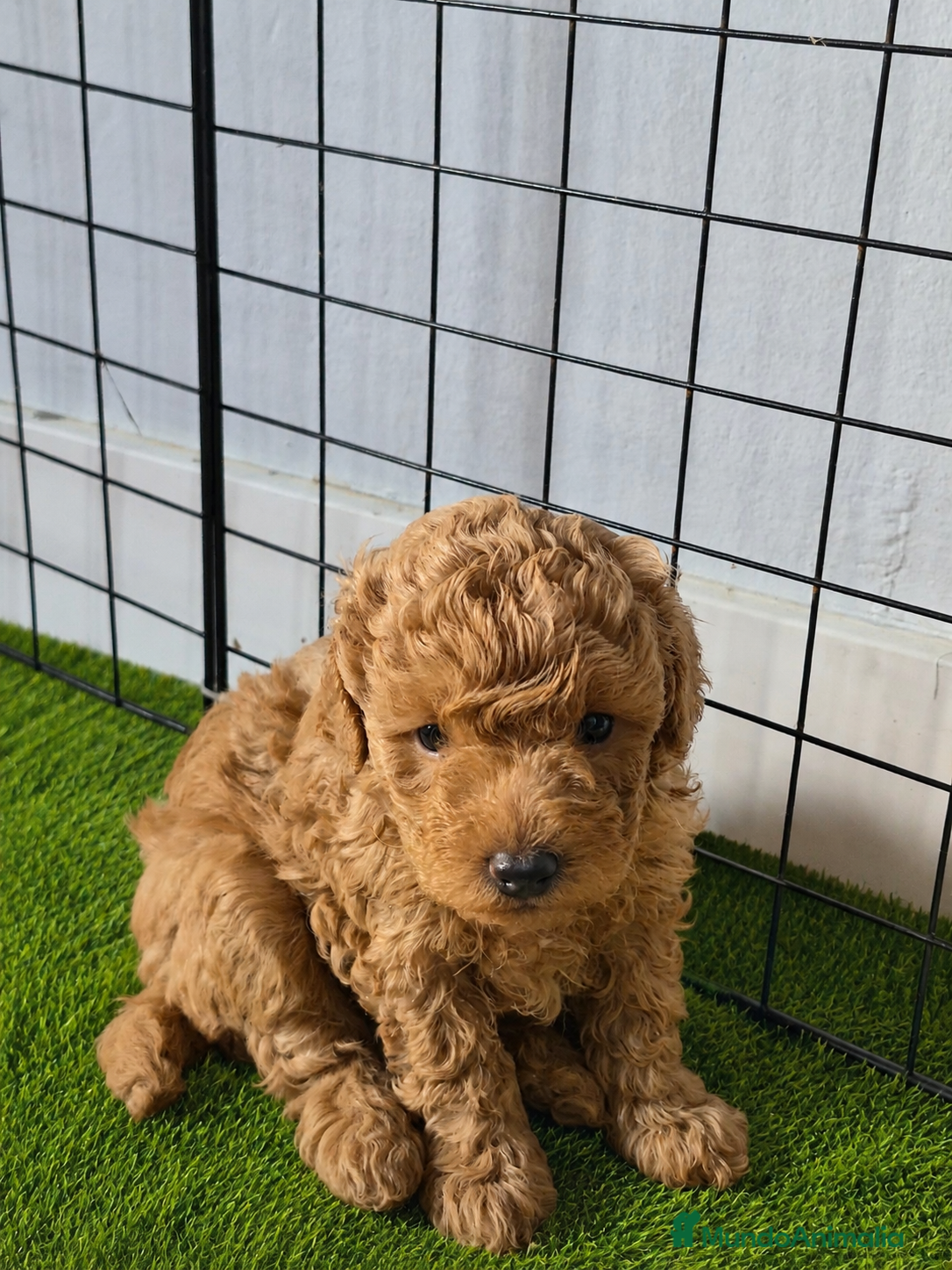 Caniche Toy perros Hembras de caniche toy de máxima calidad - Anuncio 1