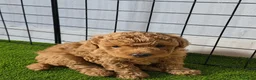 Caniche Toy perros en venta: Hembras de caniche toy de máxima calidad - Anuncio 1