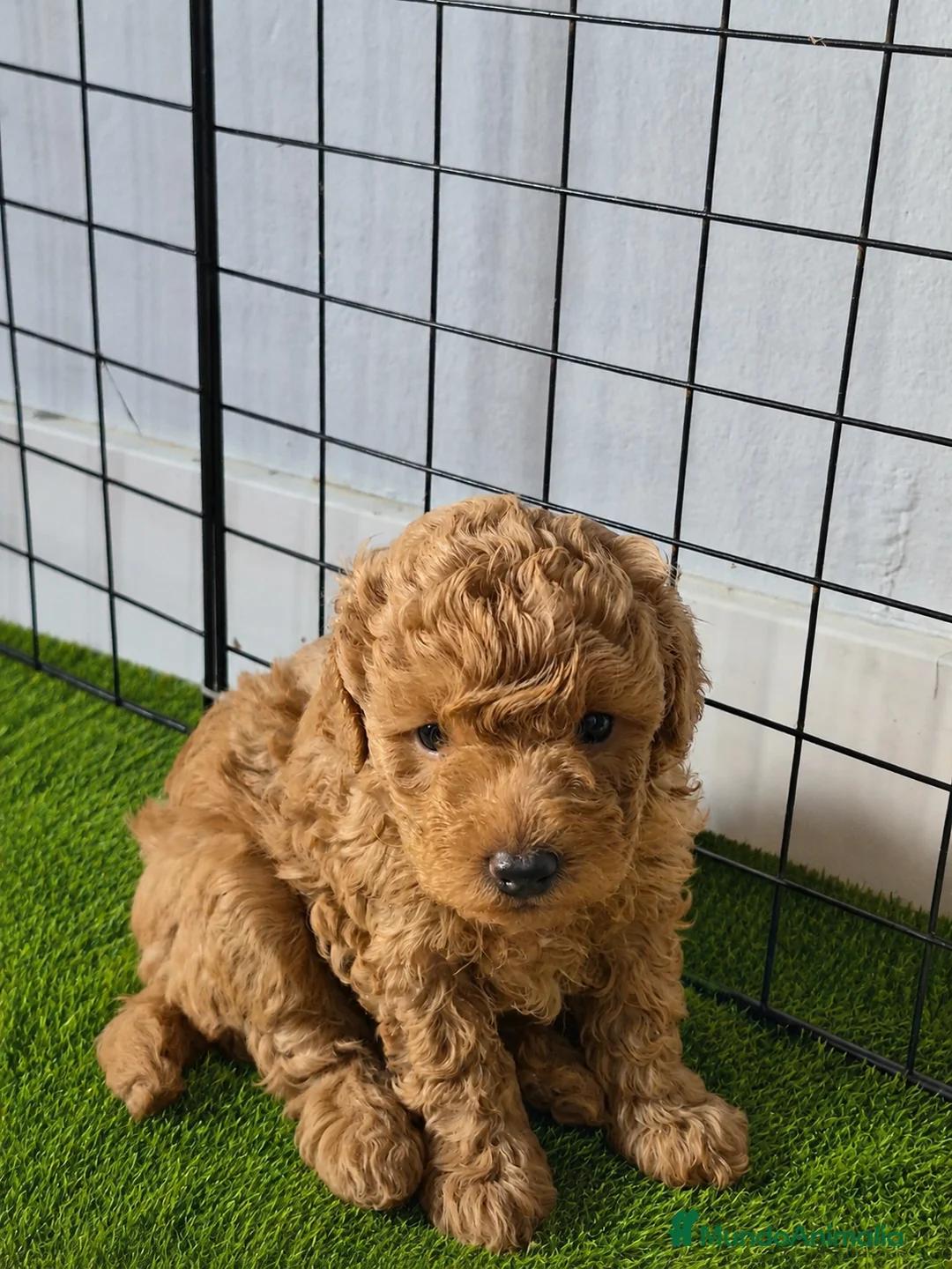 Caniche Toy perros en venta: Hembras de caniche toy de máxima calidad - Anuncio 1