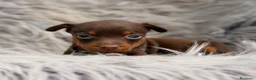 Pinscher Miniatura perros en venta: Minipincher chocolate  - Anuncio 5