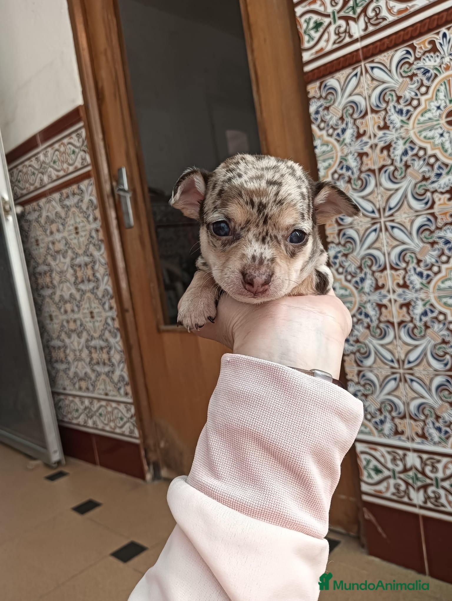 Chihuahua perros Chihuahua arlequín chocolate  - Anuncio 3