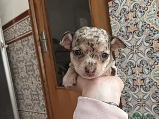 Chihuahua perros Chihuahua arlequín chocolate - Anuncio 3