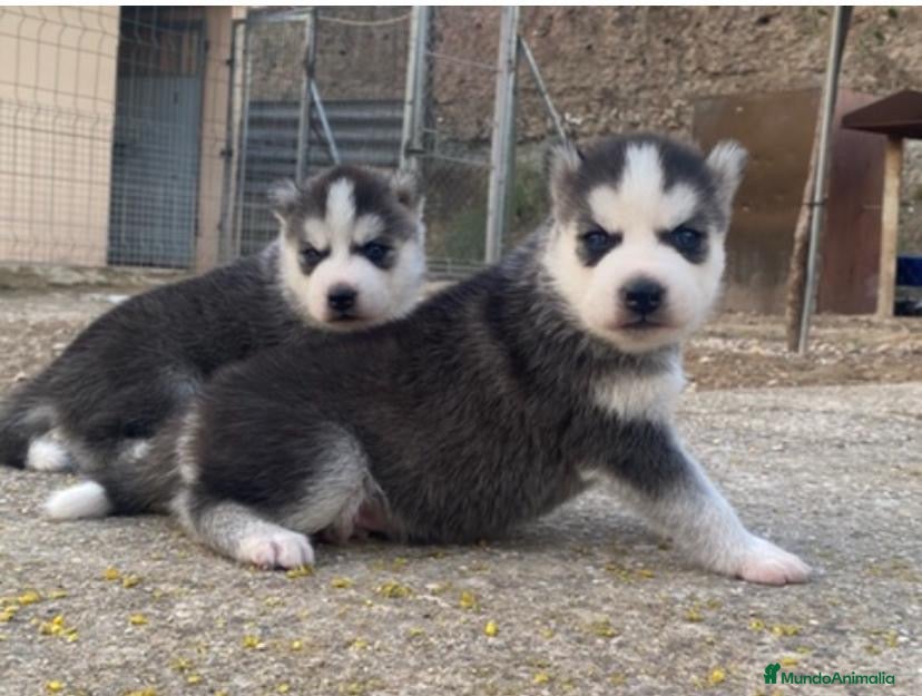 Husky Siberiano perros Husky siberiano  - Anuncio 1