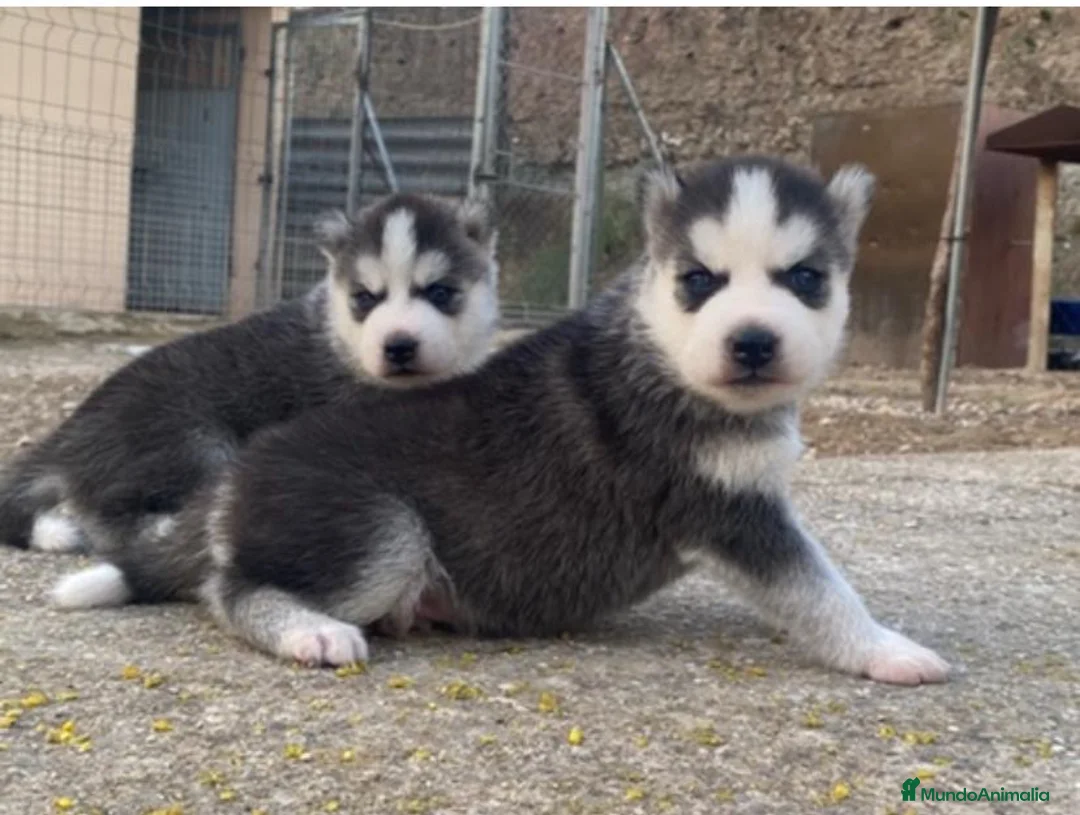 Husky Siberiano perros en venta: Husky siberiano  - Anuncio 1