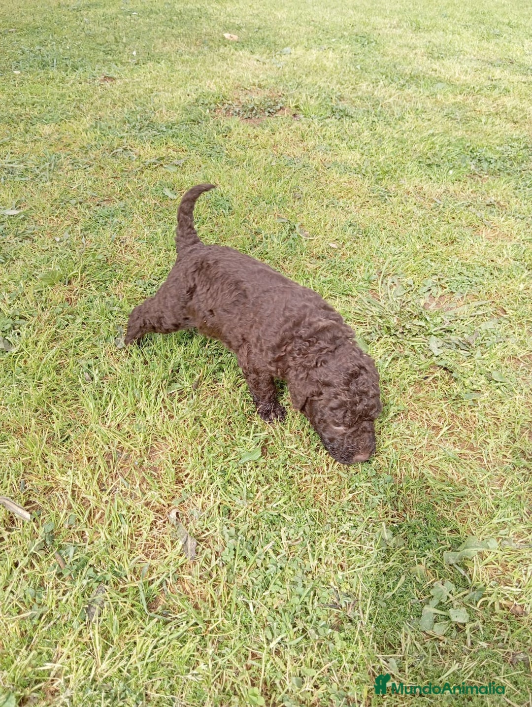 Perro de Agua Español perros en venta: Perro de agua  - Anuncio 3